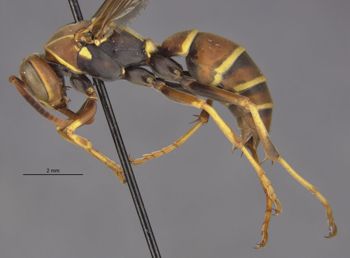 Media type: image;   Entomology 33158 Aspect: habitus lateral view